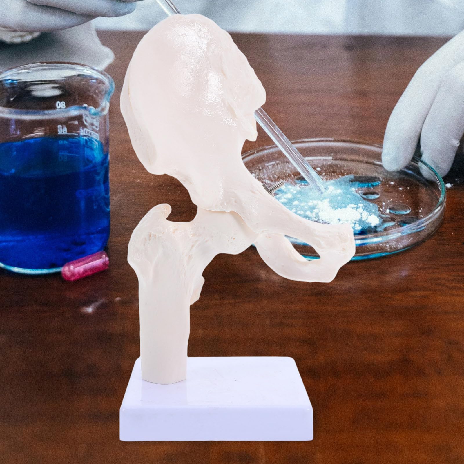 PRETYZOOM Modelo Didáctico de Articulación para Anatomía, Esqueleto Humano Móvil Desmontable Tamaño Mini, Material Duradero para Estudio Científico y Enseñanza Educativa