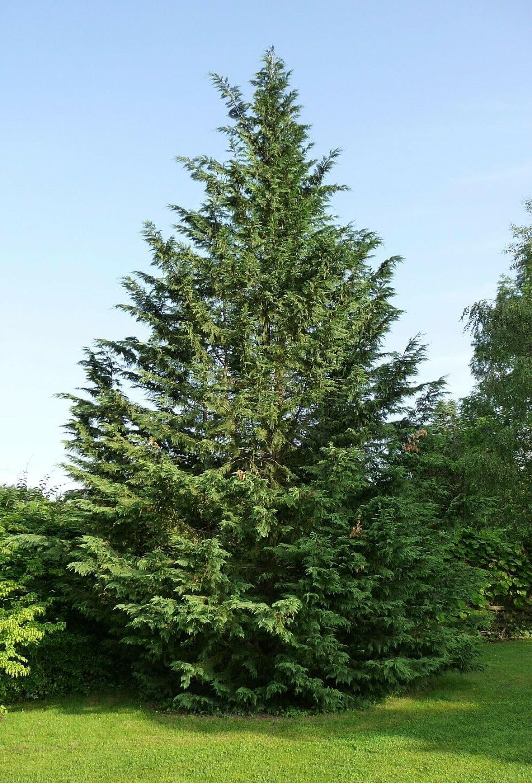 Cipresso di Leyland "Cupressocyparis leylandii" pianta in vaso ø24 h. 160/180 cm Vivaio di Castelletto