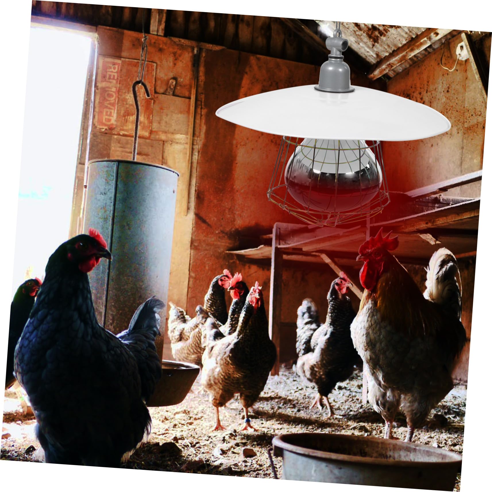 Mikikit Lampada Riscaldante per Rettili e Bestiame Set 4 in 1 Luce Rossa Protezione a Rete in Metallo, 250w Forniture Colore Casuale per Gabbie di Piccoli Maiali e Animali Domestici