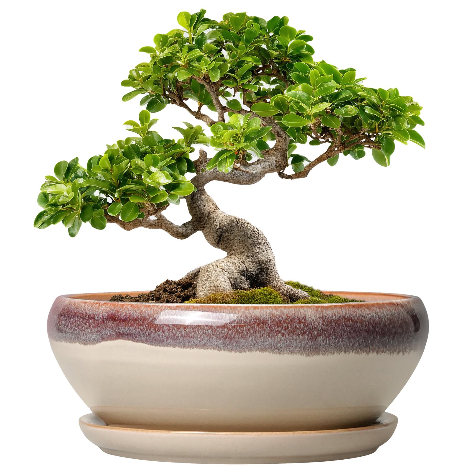 SQOWL Bonsai Tree Pots - 10 Inch Ceramic Succulent Pots
