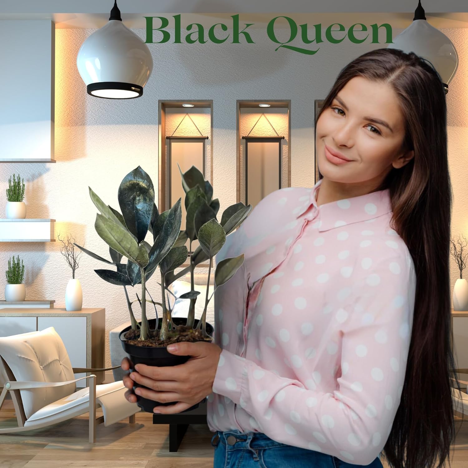 Live ZZ Plant Black Queen (Zamioculcas zamiifolia) in 4'' Pot – Rare Low-Light Indoor Houseplant with Deep Purple-Black Foliage, Similar to Raven ZZ – Easy to Grow Home & Office (Heat Pack Included)