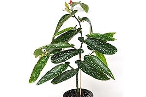Live Begonia Maculata 'Tamaya' with Multiple Blooms Adds a Touch of Elegance to Your Home