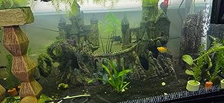 Review Image by Veneranda