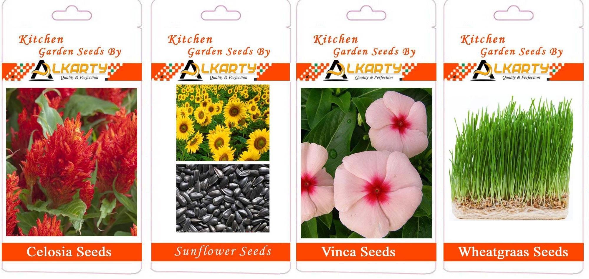Celosia, Sunflower, Vinca, Wheatgrass Summer Flower Seeds Pack of 20 Each-image-44