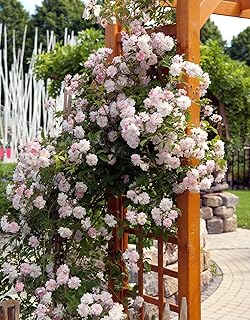 10 Fence Planting Ideas to Soften Garden Borders 4 New Dawn Pink Rose Climbing Live Starter Plant, Fragrant Pink Climbing R...