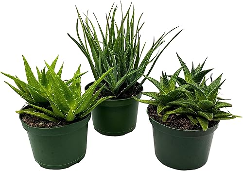 BubbleBlooms Surtido de aloe, juego de 3 variedades de aloe, elección del cultivador en macetas de 6 pulgadas