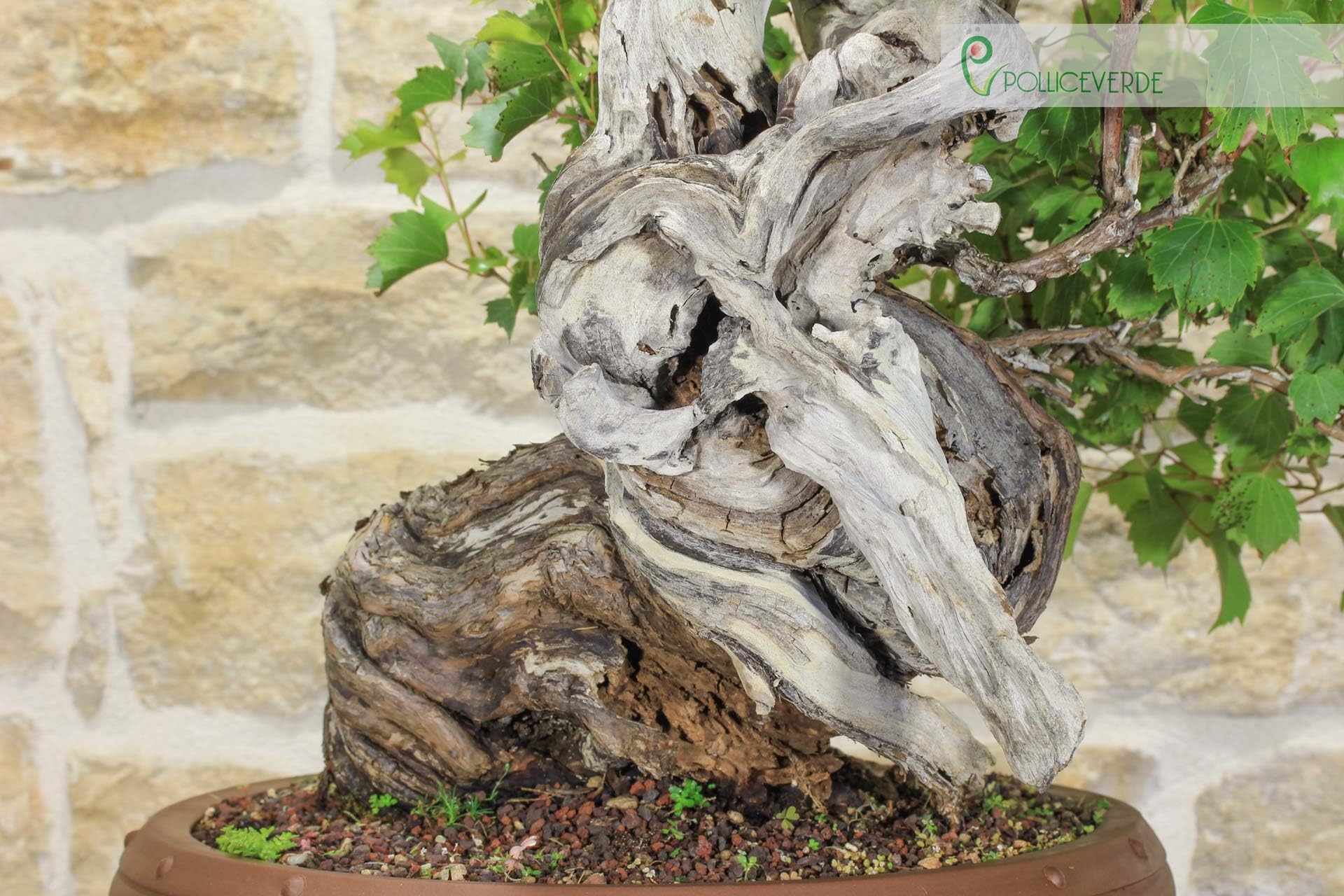 Bonsai Yamadori di Vite Selvatica (3)