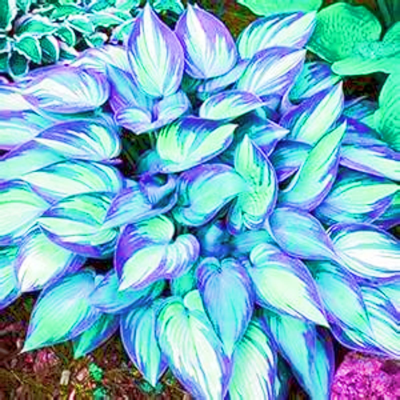 Hosta Plants for Sale, Hardy Perennial, Bulbs Mix, Ornamental Flowers, Hosta Bulbs Live, Easy Plant, Wedding Flowers, 8bulbs-d
