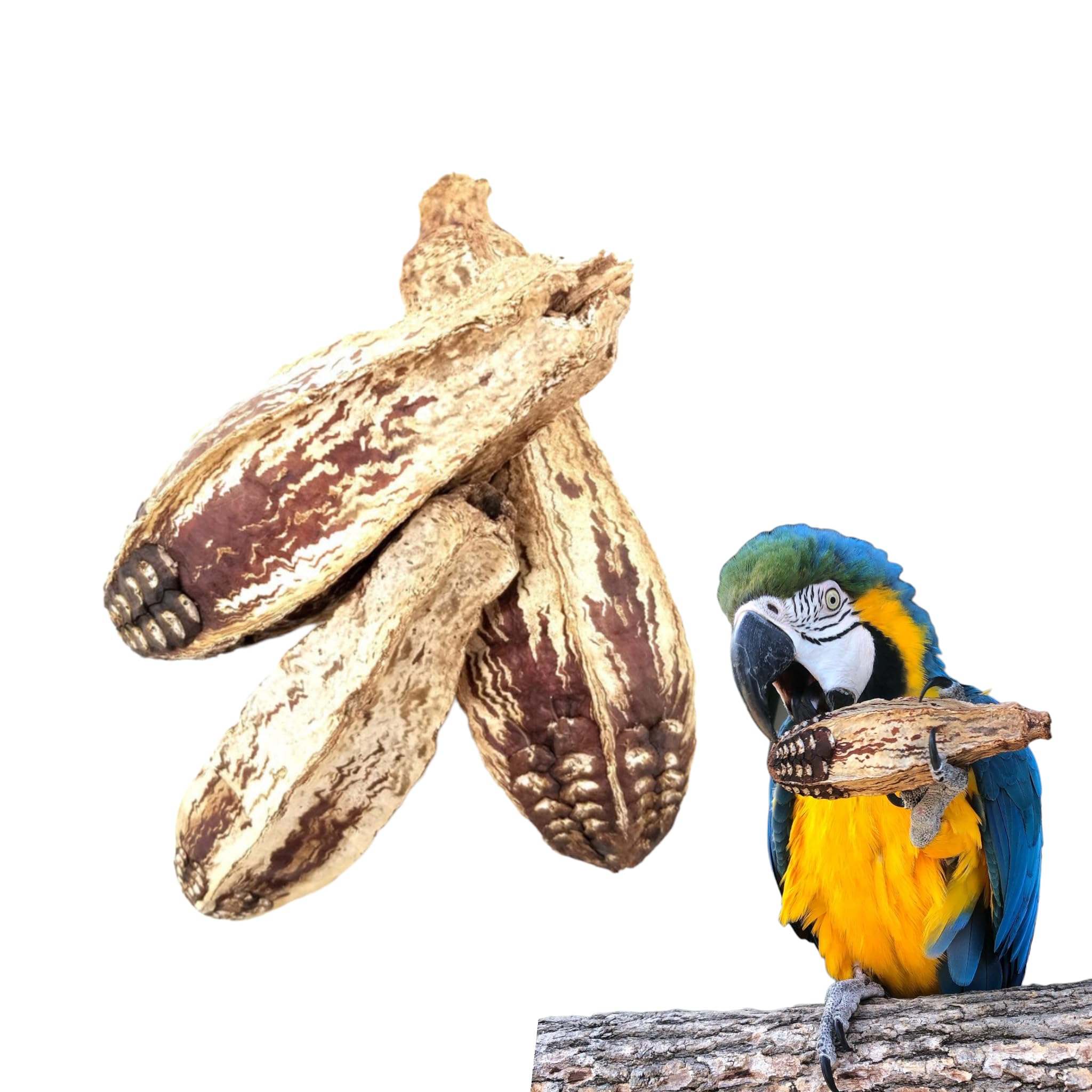 JOYNAGAR 20-Piece Natural Dried Natural Mahogany Pods Bird Toys for All Birds - Wooden Parrot Toys for Beak Health and Avian Enrichment-image-26