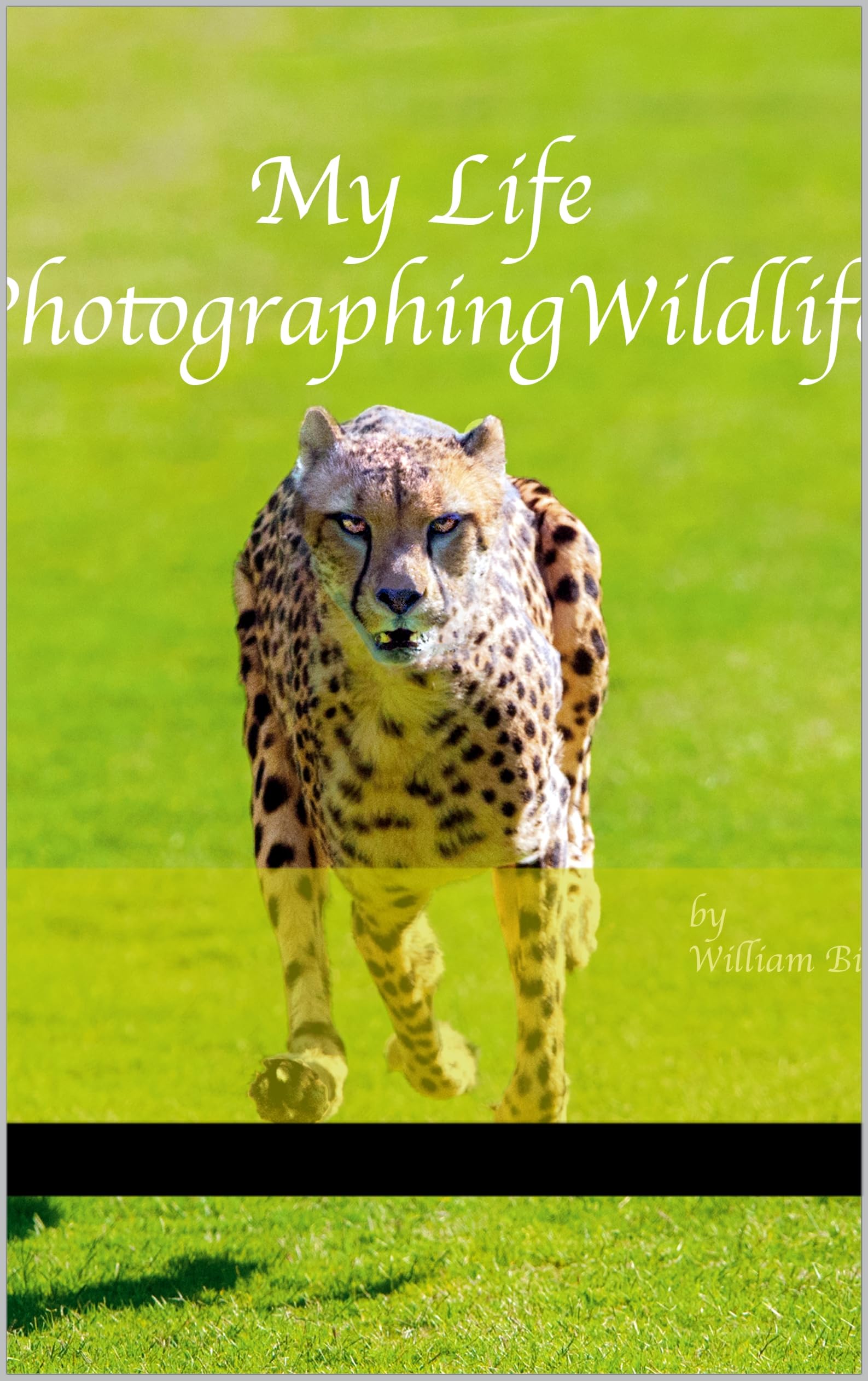 My Life Photographing Wildlife livre de Bitman en anglais pour passionnés
