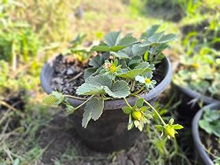 Home Ready Potted Fruit Strawberry