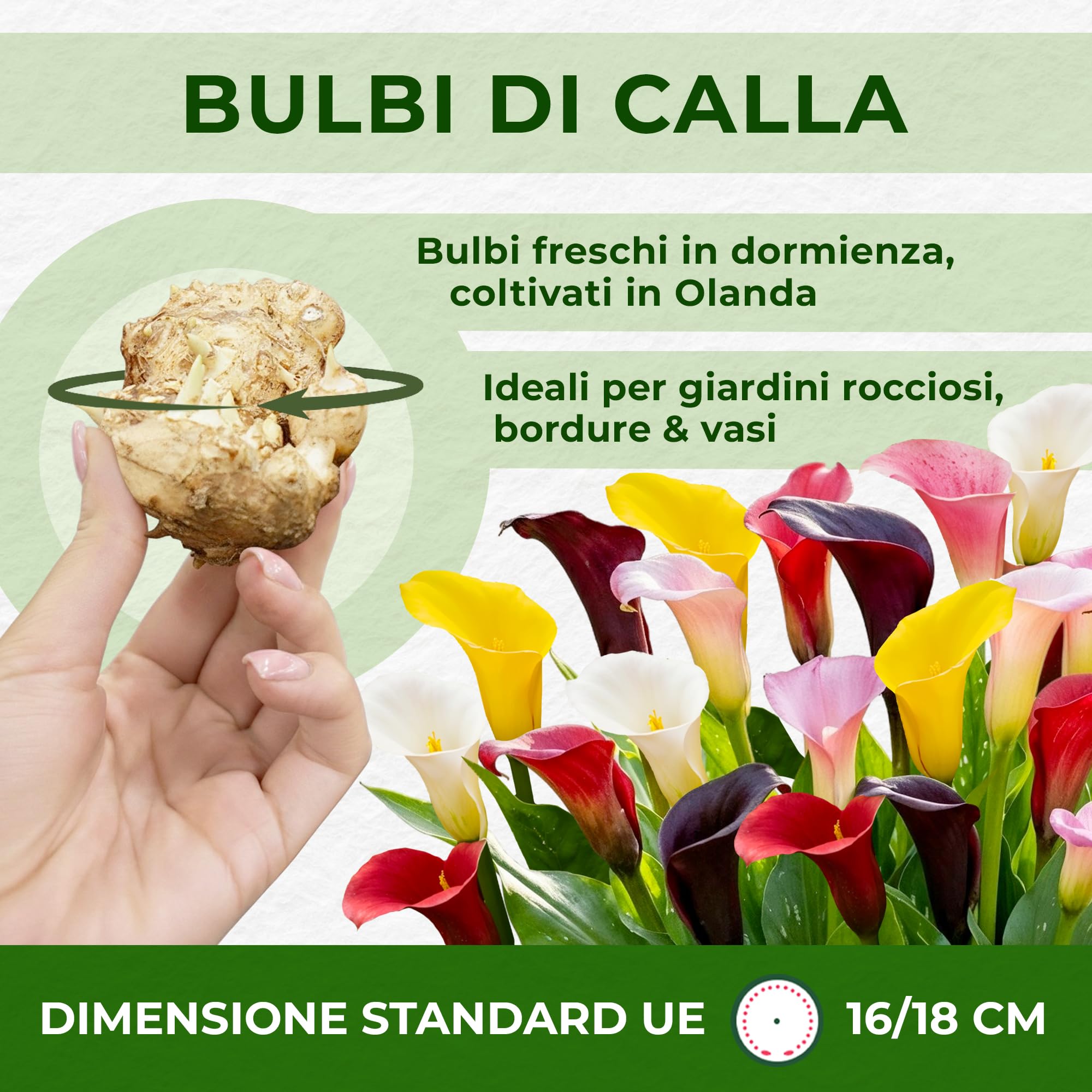 Bulbi Calle Zantedeschia - 10 Bulbi Fiori - 5 Varietà - Piante e Fiori Esclusivi dall'Olanda - per giardino, vasi e balcone (non semi, non artificiali)
