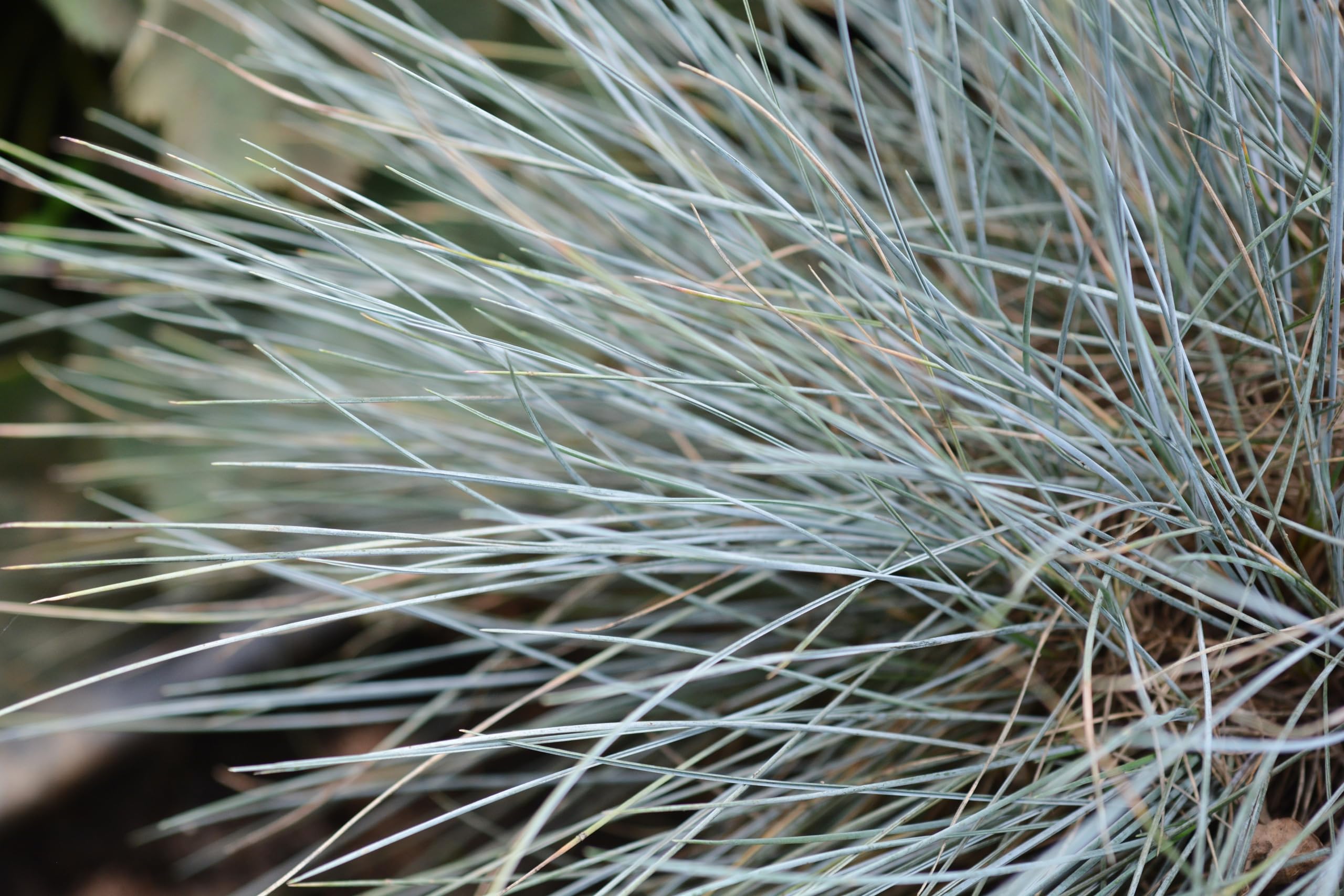 Stauden Gänge 10 x Festuca glauca 'Elijah Blue' Blauschwingel winterhart
