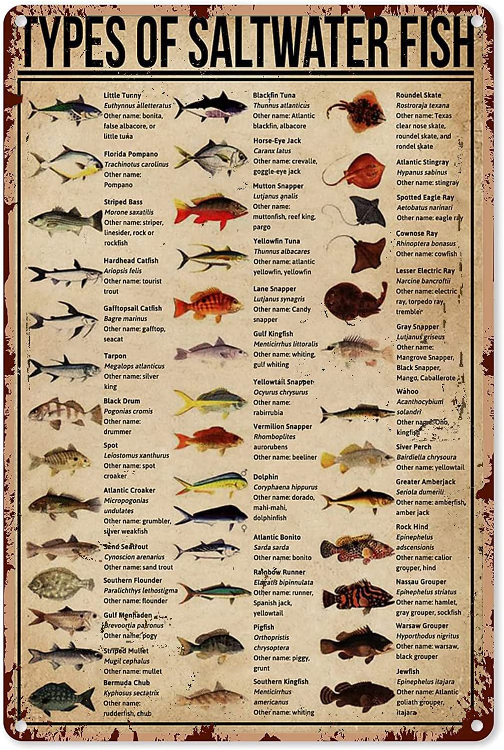 Haosensix Vintage Fishing Metal Sign Types Of Saltwater Fish Knowledge Tin Poster Plaque Wall Decor Home Man Cave Garage Bar Cafe Kitchen 12x16 Inch