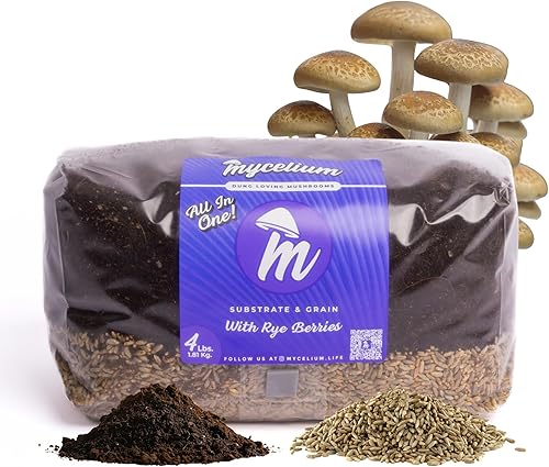 Mycelium Kit de cultivo de hongos de 4 libras  Bolsa de grano de sustrato CVG y bayas de centeno todo en uno  Pre-esterilizado con puerto de