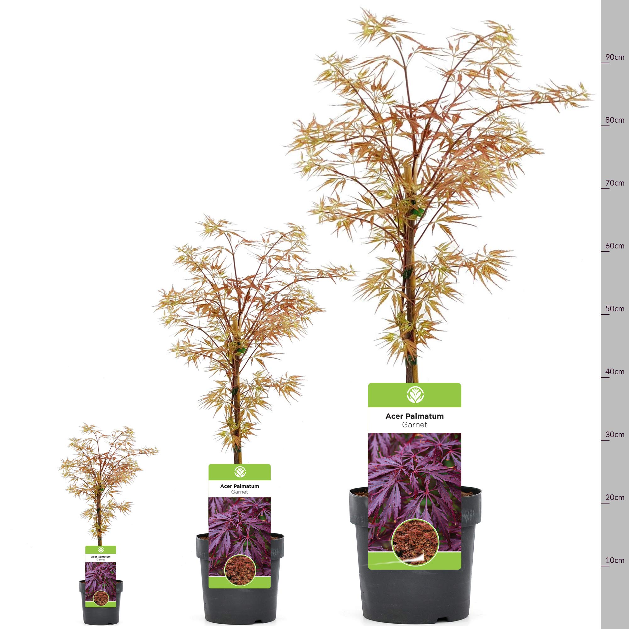Acer palmatum dissectum "Garnet" | Érable du Japon Arbuste de jardin à feuilles caduques en pot