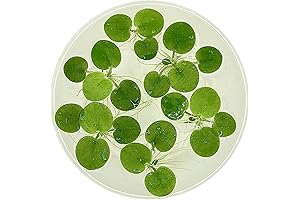 Amazon Frogbit (6 Plants, 18+ Leaves): The Ultimate Floating Oasis for Your Aquarium