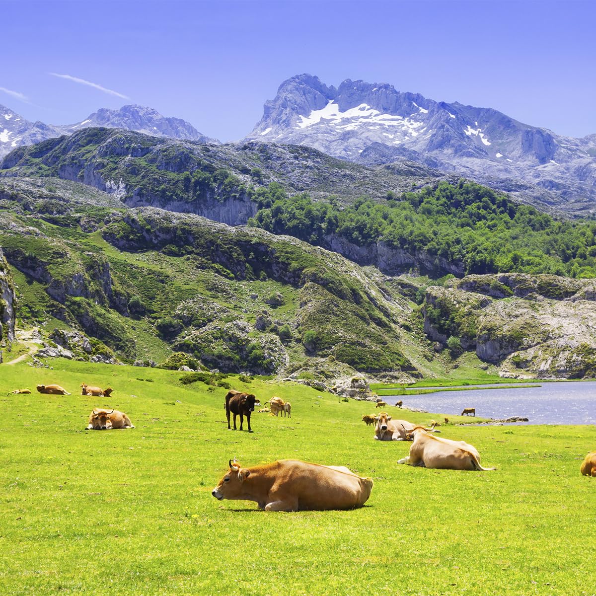 LA HUERTONA Queso Asturiano HAYEDO de leche pasteurizada de vaca, 400 gr., Origen Asturias, Envasado al vacío