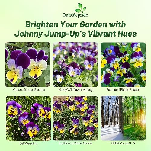 Miniatura 2 de Outsidepride Viola Johnny Jump Up Flores silvestres y plantas de cobertura del suelo 5000 semillas