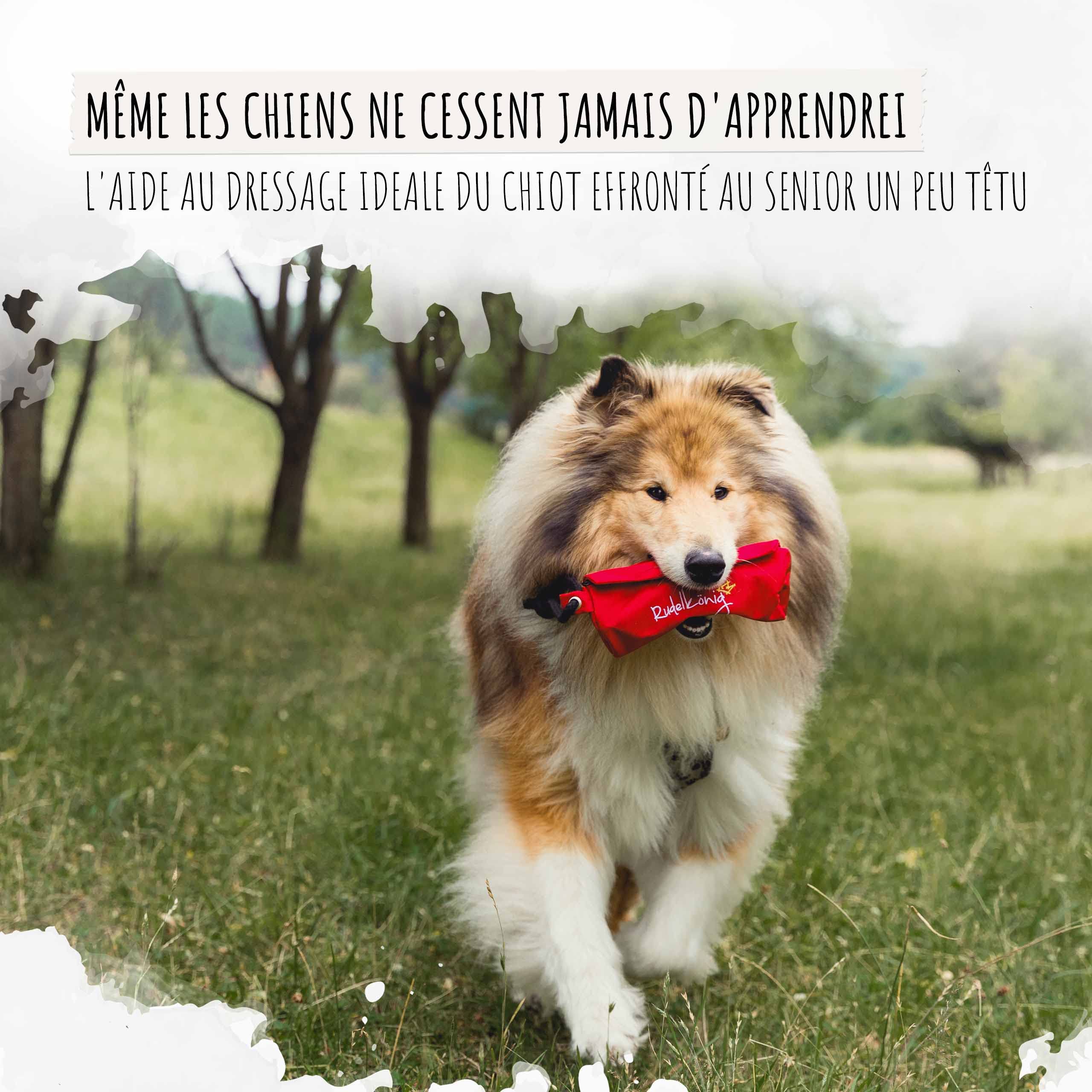 Rudelkönig Apportable Chien Robuste pour friandises - Boudin Chien Mordant - Jouet Pour Chien Idéal - Chien accessoires Essentiels