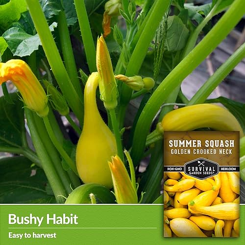 Miniatura 3 de Semilla de calabaza Crookneck para plantar, 1 paquete con instrucciones para cultivar calabaza de verano amarilla de cuello torcido en el huerto de