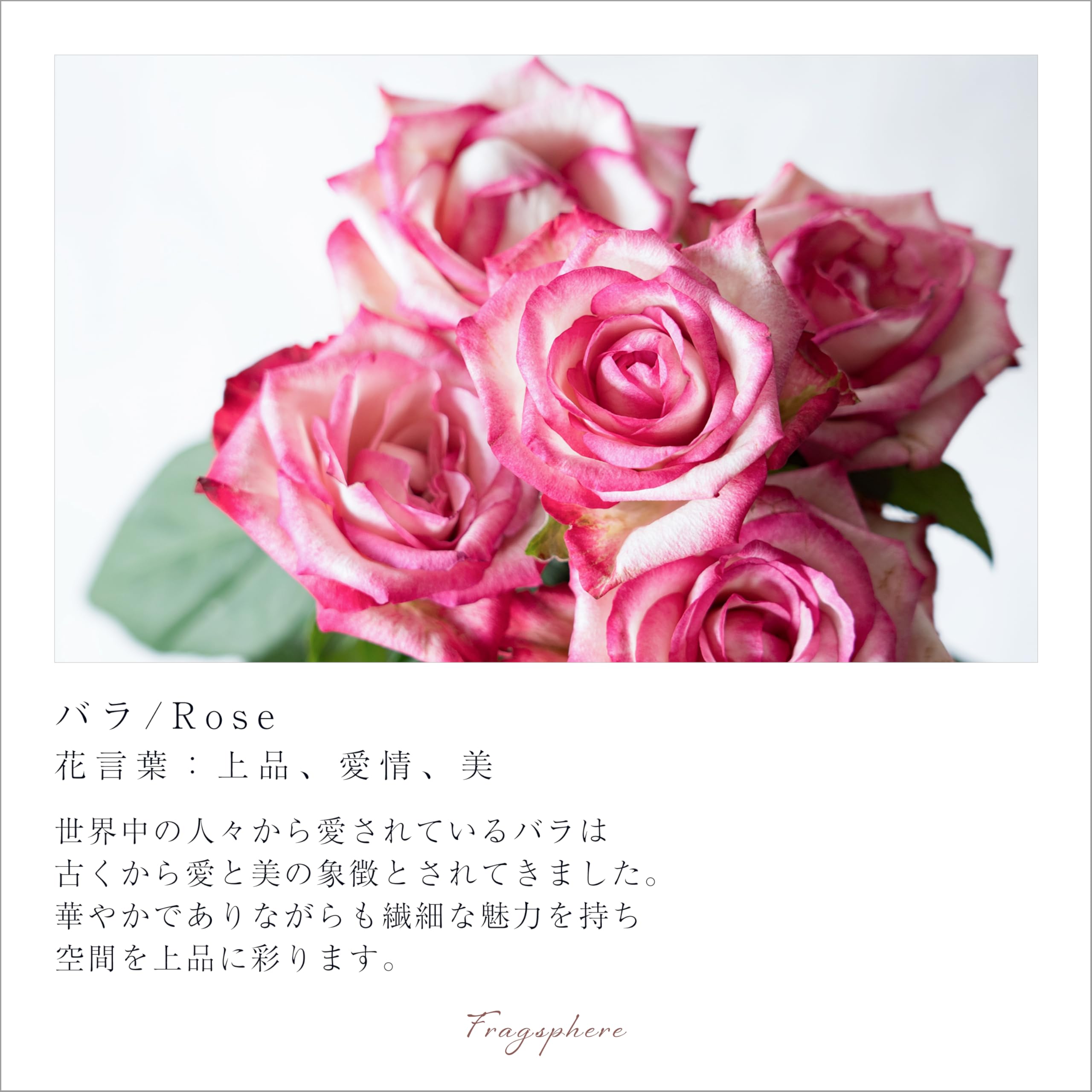 Amazon.co.jp: Fragsphere 日常を彩る 花のポスター HANASUGATA