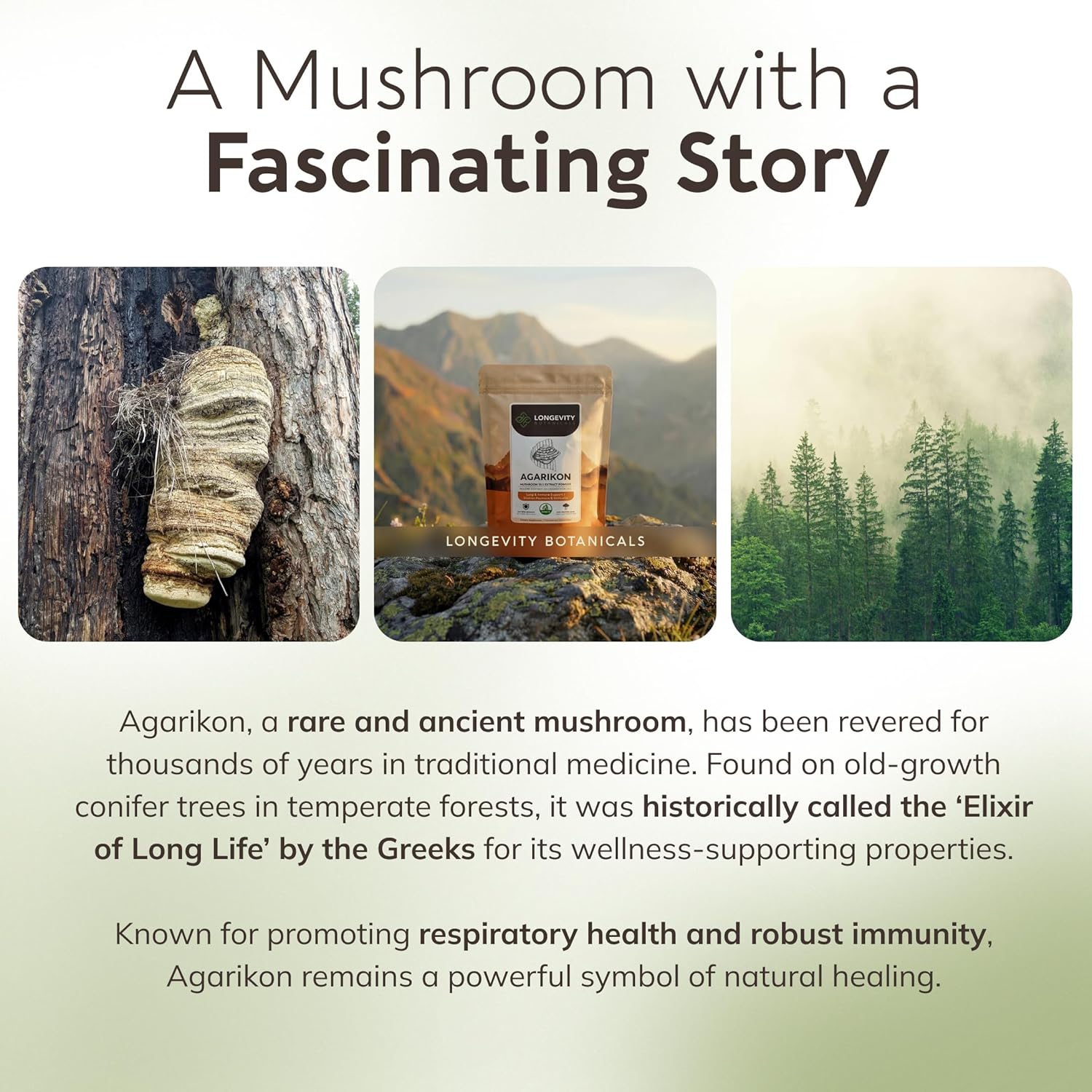 Longevity Botanicals Agarikon Mushroom Powder Supplement Extract 100g | Fomitopsis Officinalis Fruiting Body | ≥30% Beta-D-Glucans | 60 Servings of 1,660mg | Supports Respiratory & Immune Wellness