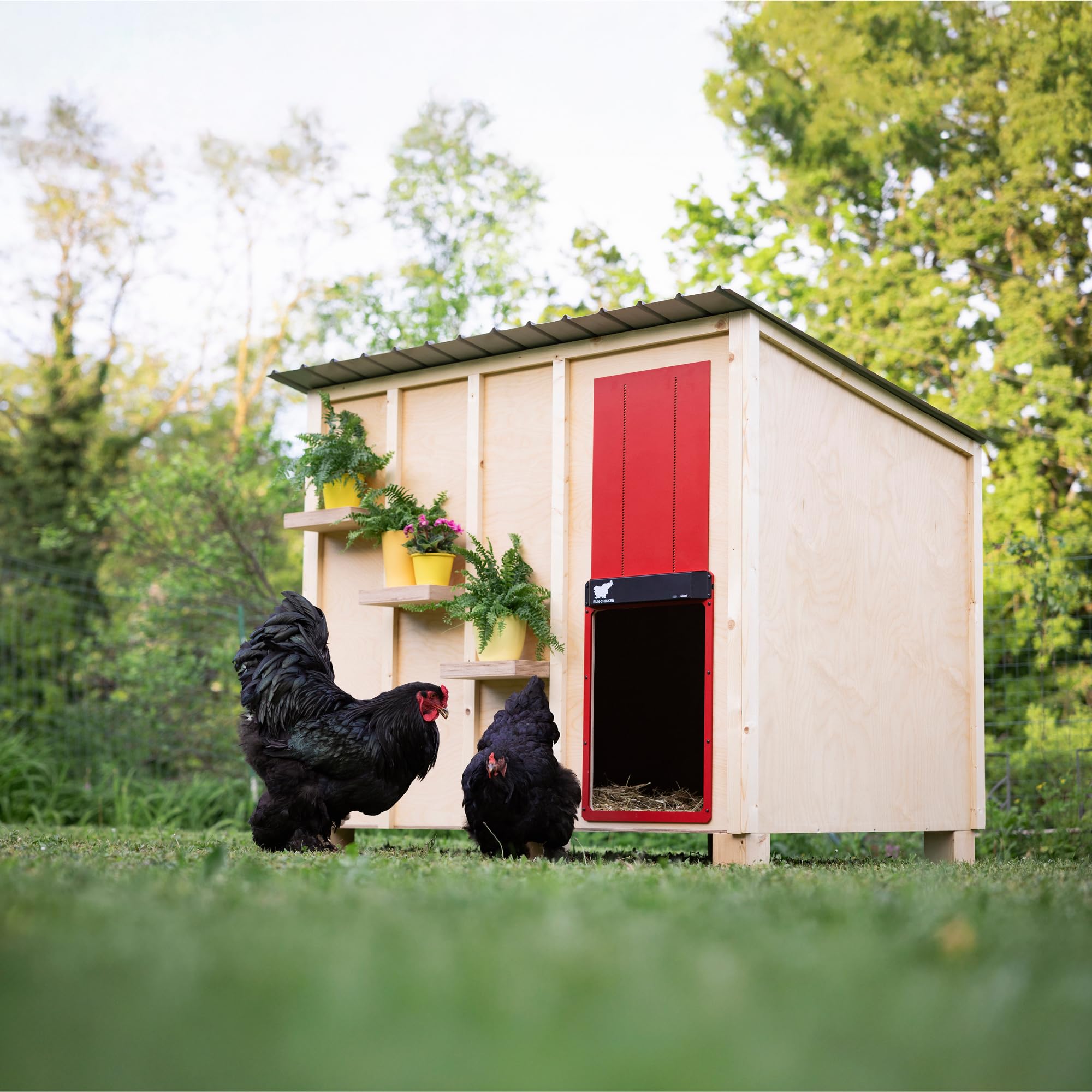 Run‑Chicken Door Giant Red – Puerta automática roja para gallineros Grandes, Funciona con Pilas AA, Control por App, Sensor de luz, Temporizador con retardo y Aluminio Resistente para Exteriores