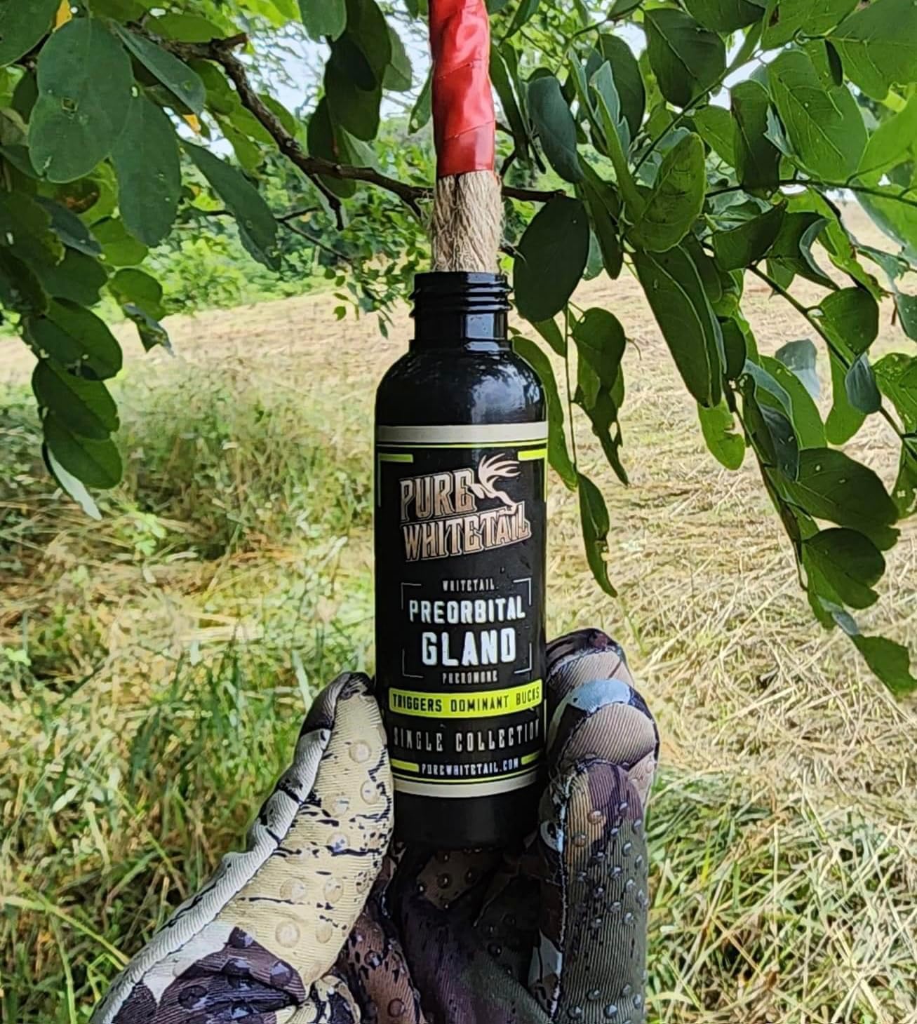 Pure Whitetail Preorbital Gland Scent & Bachelor Group Buck Urine | Natural Deer Scents for Mock Scrapes, Licking Branches & Cover Scent | 2 oz & 4 oz Bottles