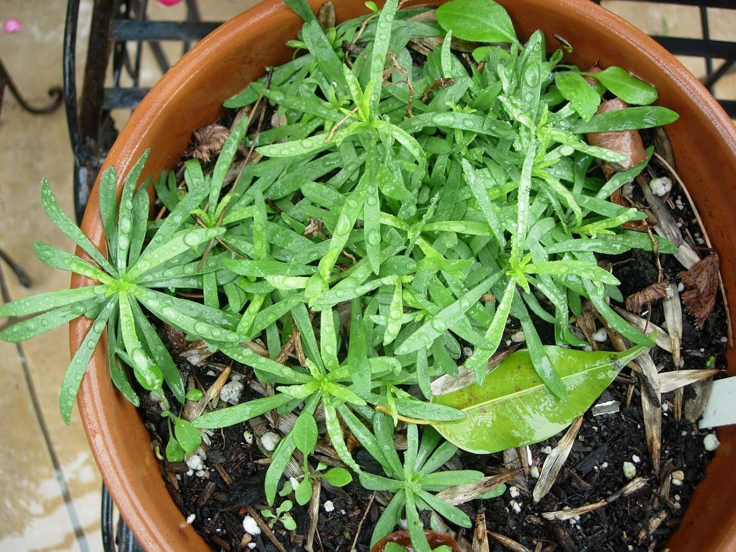 Creative Farmer Herbal Plant Seeds Aromatic Culinary Herb Tarragon