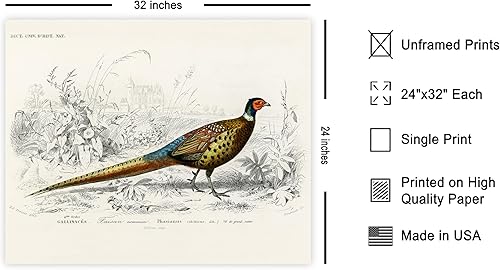 Miniatura 435 de Poster Master Póster vintage de flamenco americano, estampado retro de flamenco rosa, arte de pájaro, regalo para él, ella, amante de los animales,