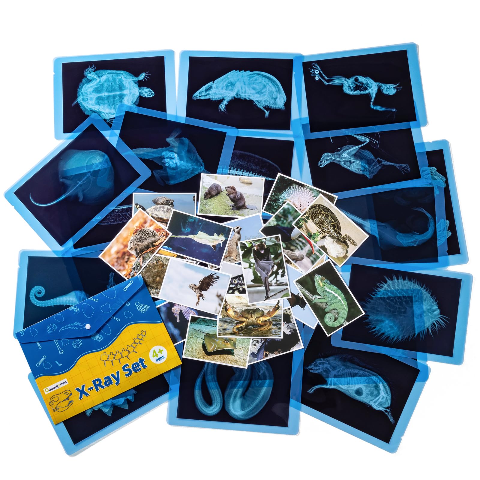 Odoorgames 20 Pcs Animal Xrays and Picture Cards - Veterinary Toys & Educational Science Kit for Kids, Explore The Fascinating World of Animal Skeletons