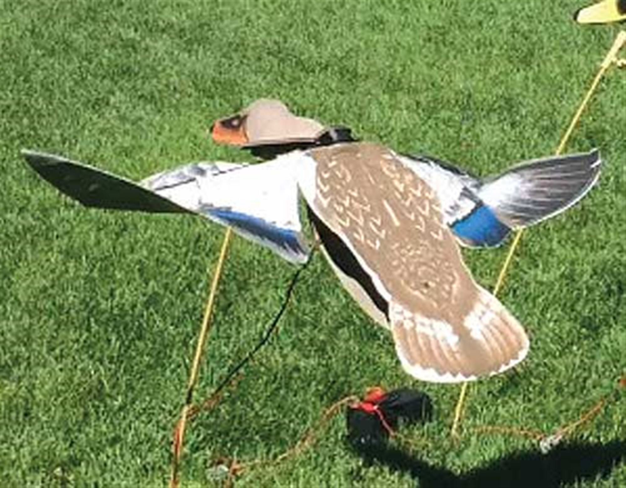 SillosocksWing Beats Power Flapper Mallard Hen