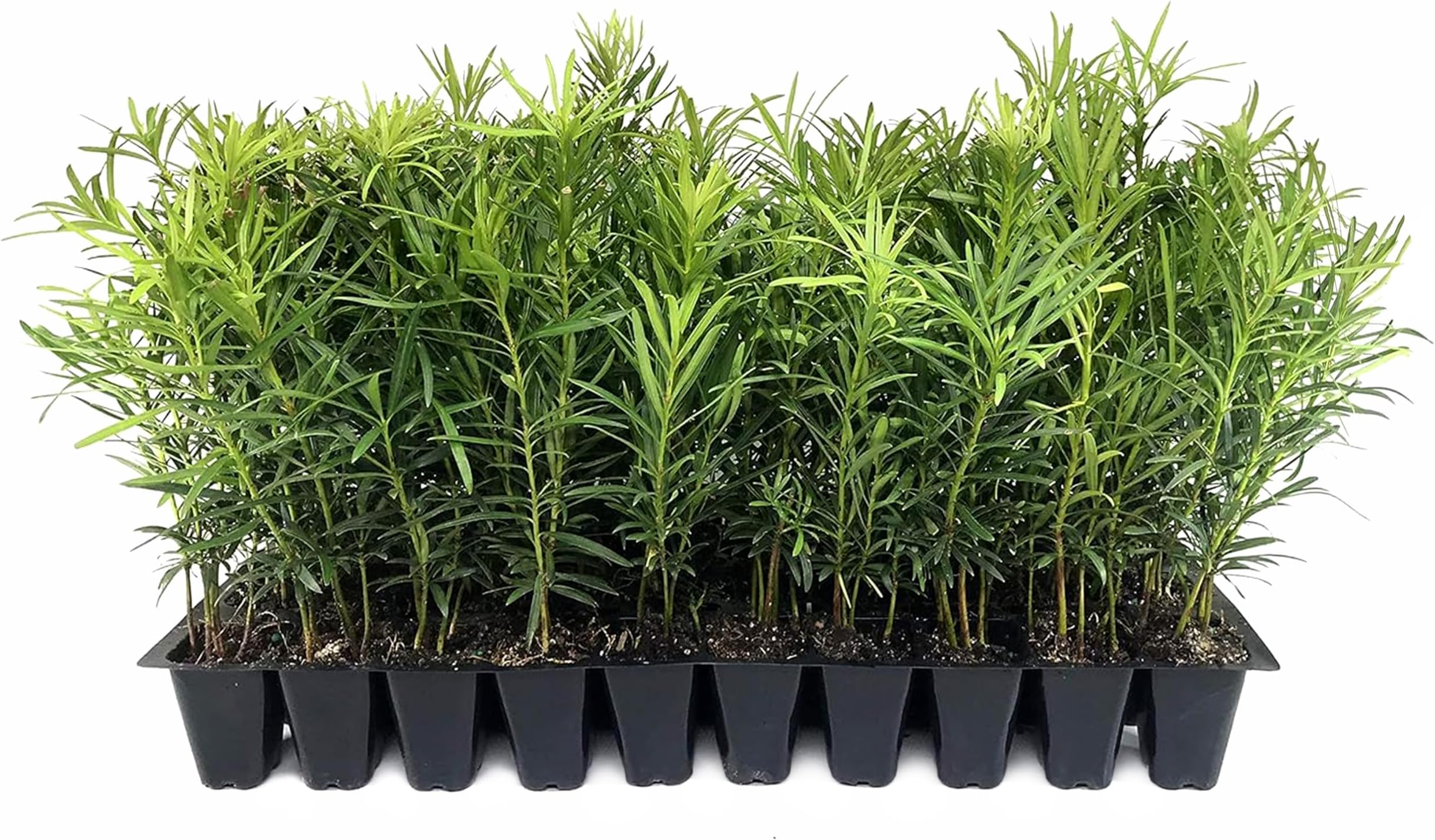 Podocarpus Macrophyllus Japanese Yew | 10 Live Plants | Podocarpus macrophyllus | Privacy Hedge Shrub | Evergreen Landscaping Plants for Gardens & Borders