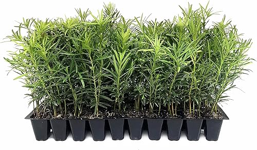 Podocarpus Macrophyllus - 10 plantas vivas macetas de 2 pulgadas - Seto de privacidad perenne