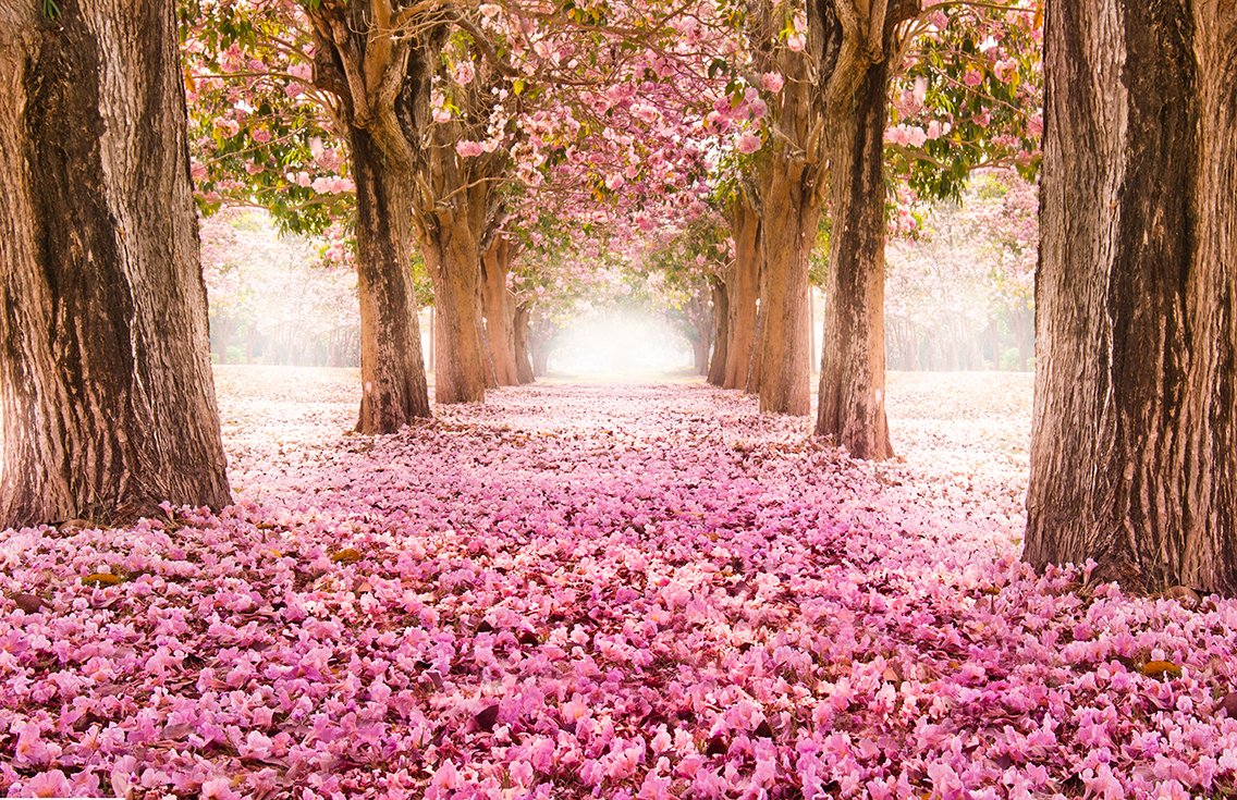 Oedim Fotomural Vinilo para Pared Paisaje Rosas | Económico | Decorativo | 200 x 150 cm | Comedores, Salones, Habitaciones