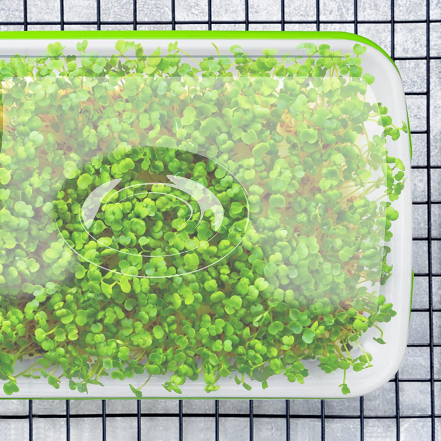 Seed Sprouter Tray with Drain Holes,Seed Germination Tray Kit BPA Free Nursery Tray,Soil-Free Big Capacity Healthy Wheatgrass Grower Sprouting Container (5 Pack with lid-Light Green)