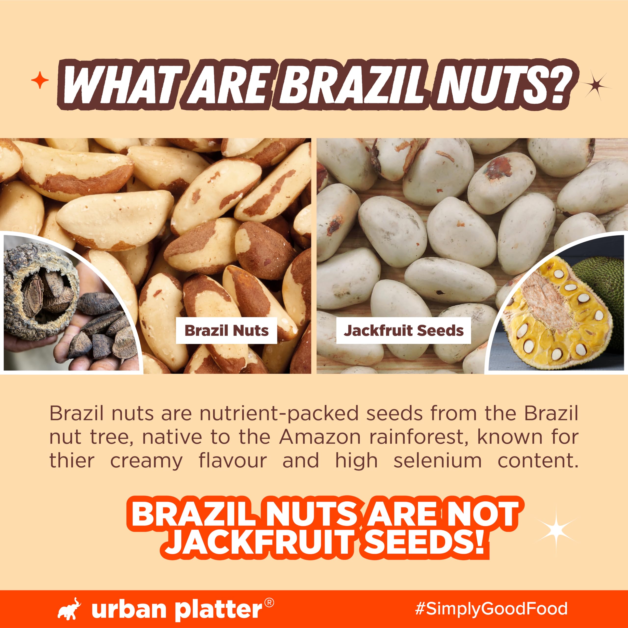 Urban Platter Brazil Nuts, 100g (Rich in Selenium | Superfood | Have 1 Daily | Product of Peru) 4