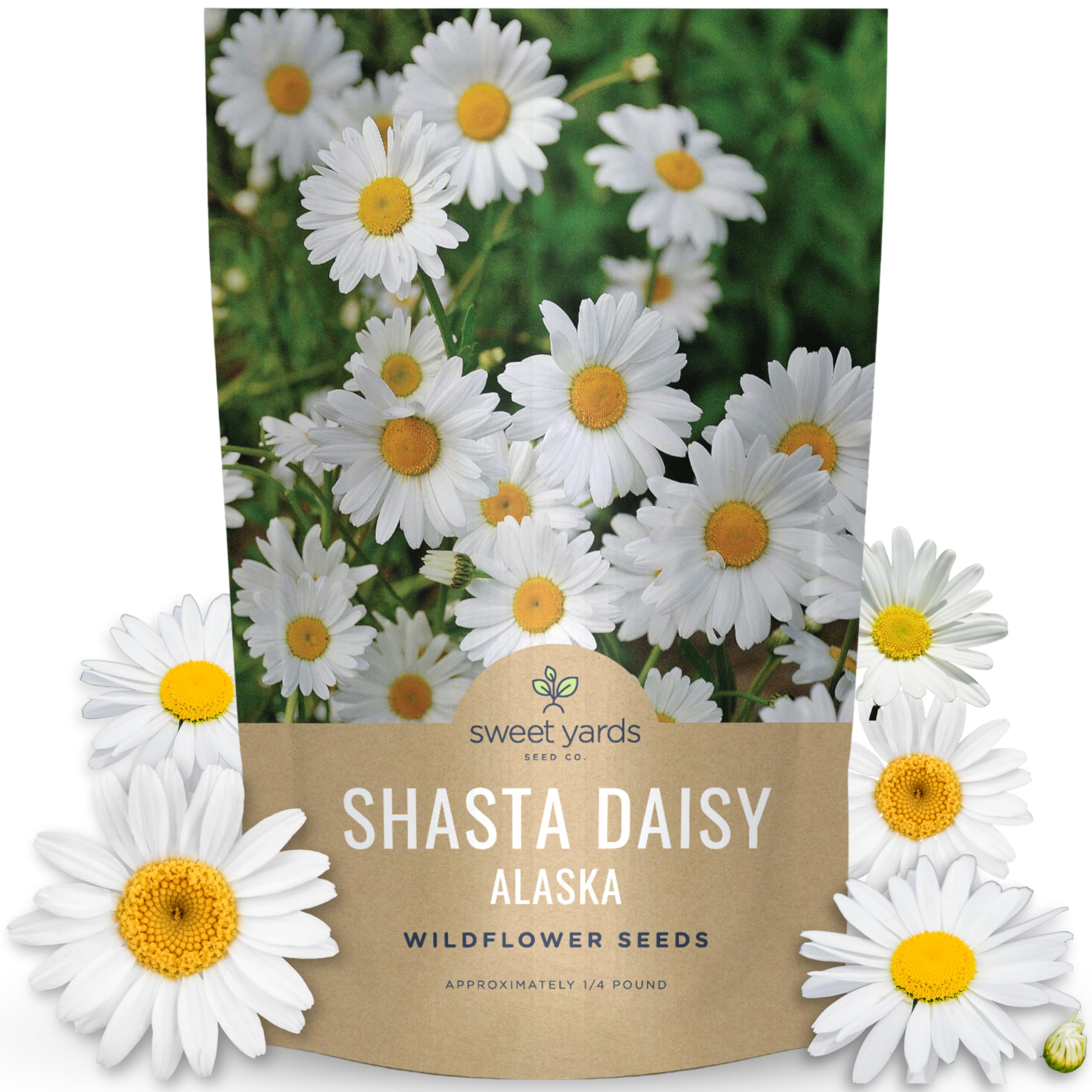 SWEET YARDS Shasta Daisy Alaska Bulk