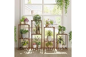 Embrace Nature with Bamworld's Under-Window Plant Trio