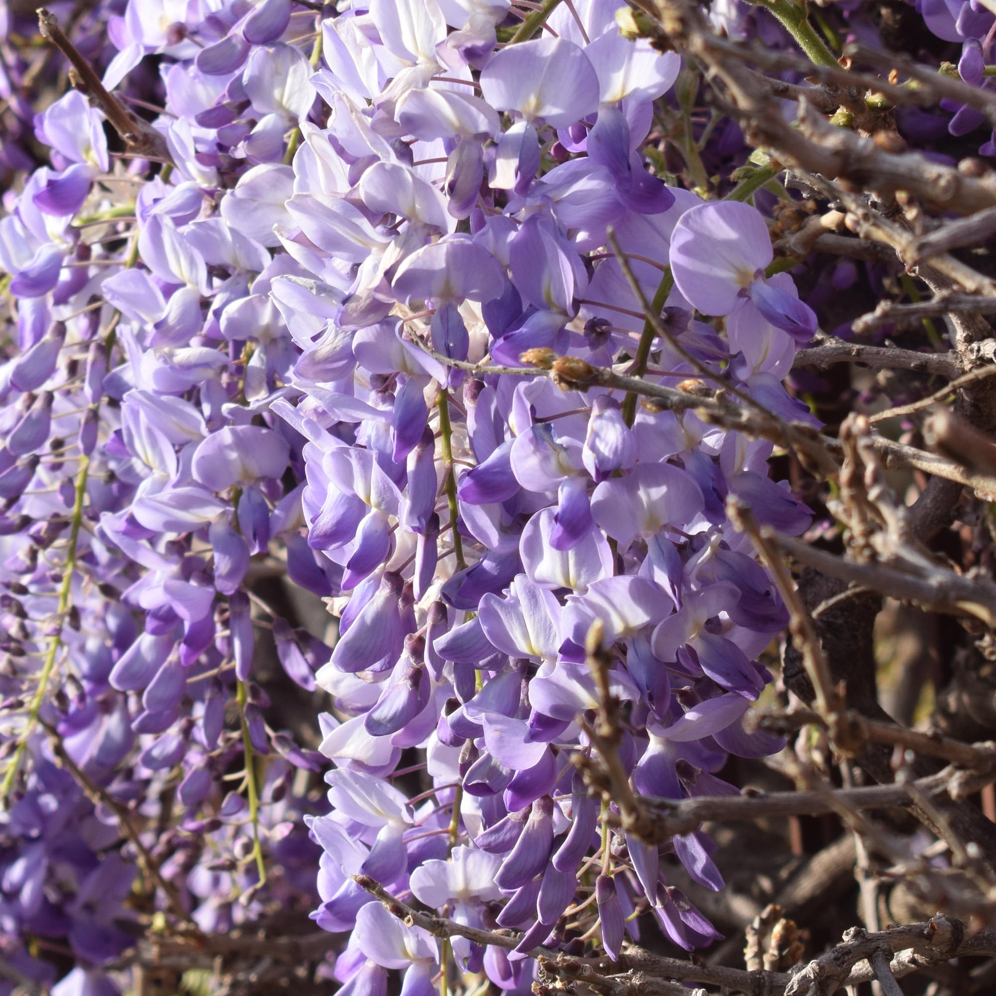 Wisteria sinensis Hardy Climbing Vine - Deciduous Garden Ready Plant in Growers Pot - Fast Growing Outdoor Fragrant Flowering Climber for Trellis, Pergolas, Walls, and Fences (5 Litre Pot, 110-130cm)