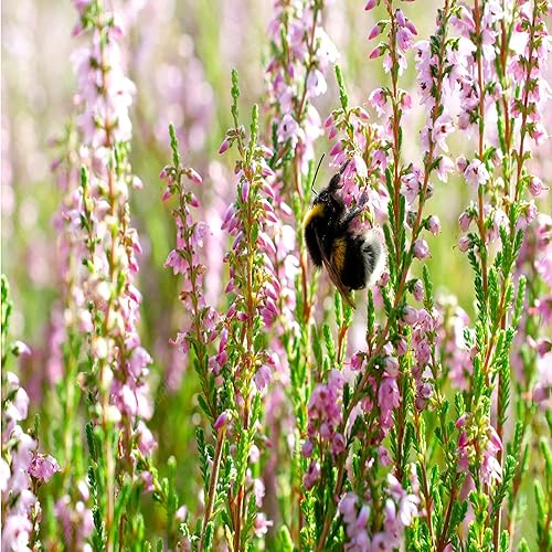Miniatura 3 de 100 semillas de Calluna vulgaris, brezo escocés, cobertura del suelo perenne, atraen abejas y mariposas - QAUZUY GARDEN