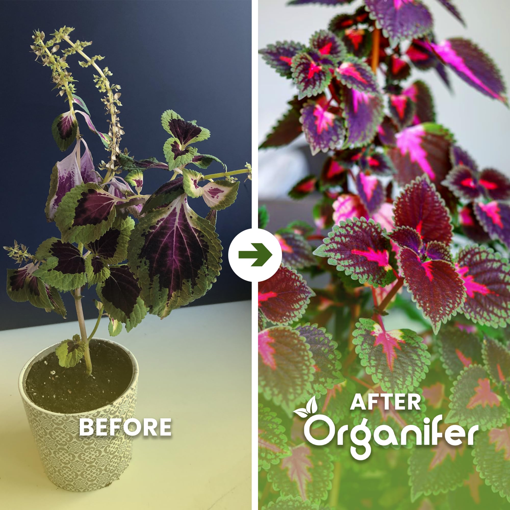 Fertilizante Líquido - 5x1L - Para Coleus - NPK 3-4-3 | Plantas Fuertes Y Vitalidad Óptima - Organifer