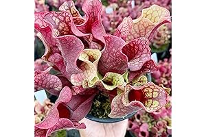 QAUZUY GARDEN 50 Rare Sarracenia Purpurea Seeds