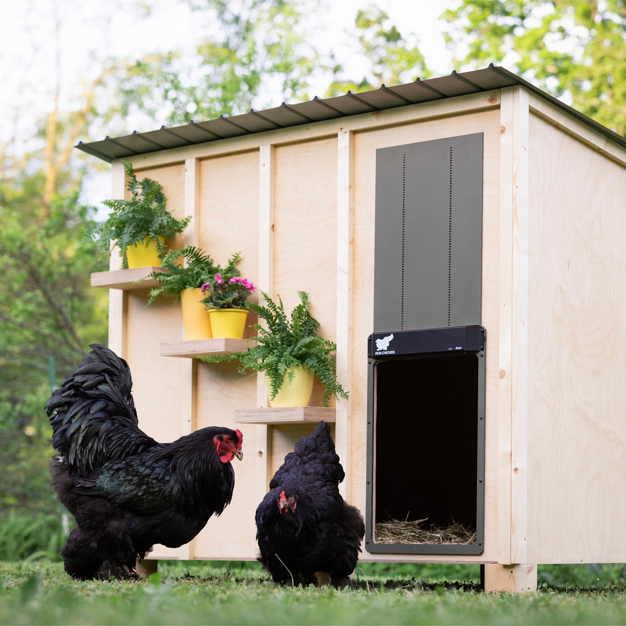 Run‑Chicken Door Giant Gray – Puerta automática Gris para gallineros Grandes, Funciona con Pilas AA, Control por App, Sensor de luz, Temporizador con retardo y Aluminio Resistente para Exteriores