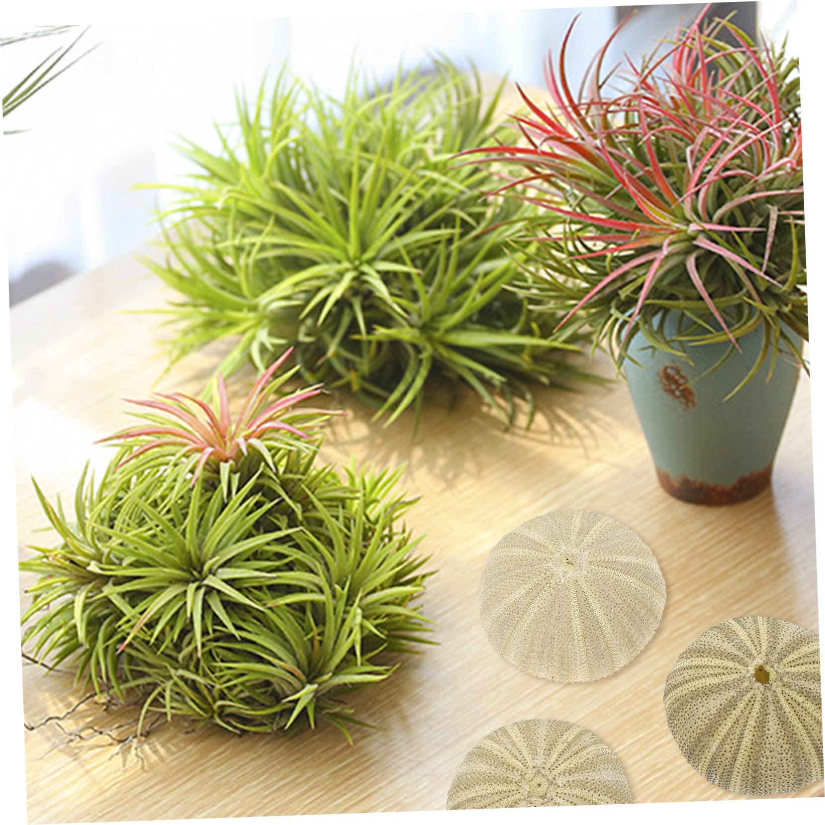 VANZACK 24pièces Décorations Ornements pour Bureau Et Aquarium Support Naturel pour Plantes Aériennes pour Artisanat
