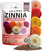 Vista 20 de HOME GROWN Semillas de eneldo sin OMG para plantar 1,014 ramos de semillas de eneldo y semillas de hierbas tradicionales para plantar al aire libre