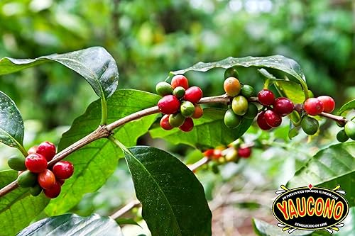 Miniatura 3 de Yaucono Café molido tostado medio lata de 10 onzas paquete de 2