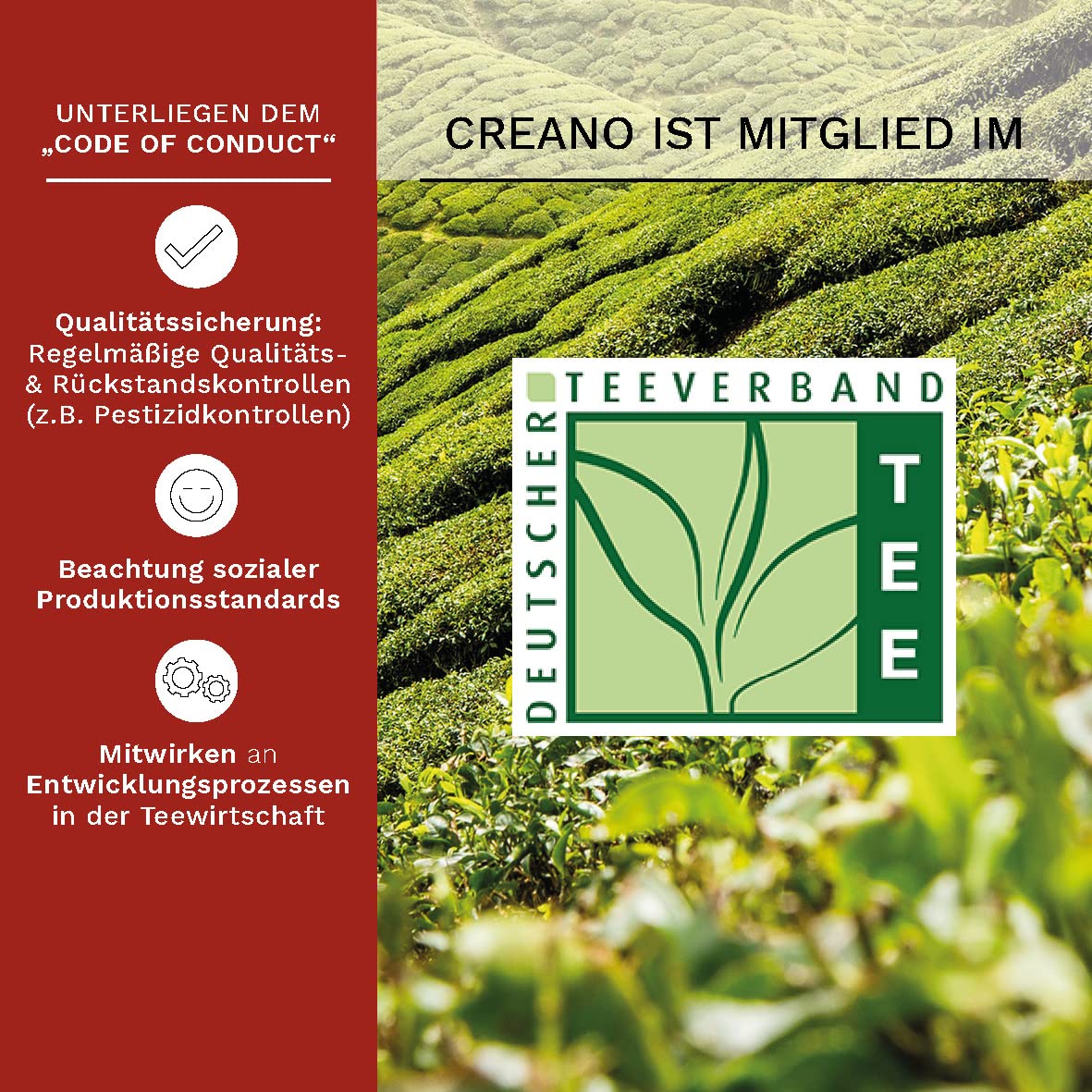 Creano Teeblumen 36 Teekugeln weißer Tee Großpackung, Erblühtee im Bulkpack, Teerosen, Blooming Tea, Flowering Tea