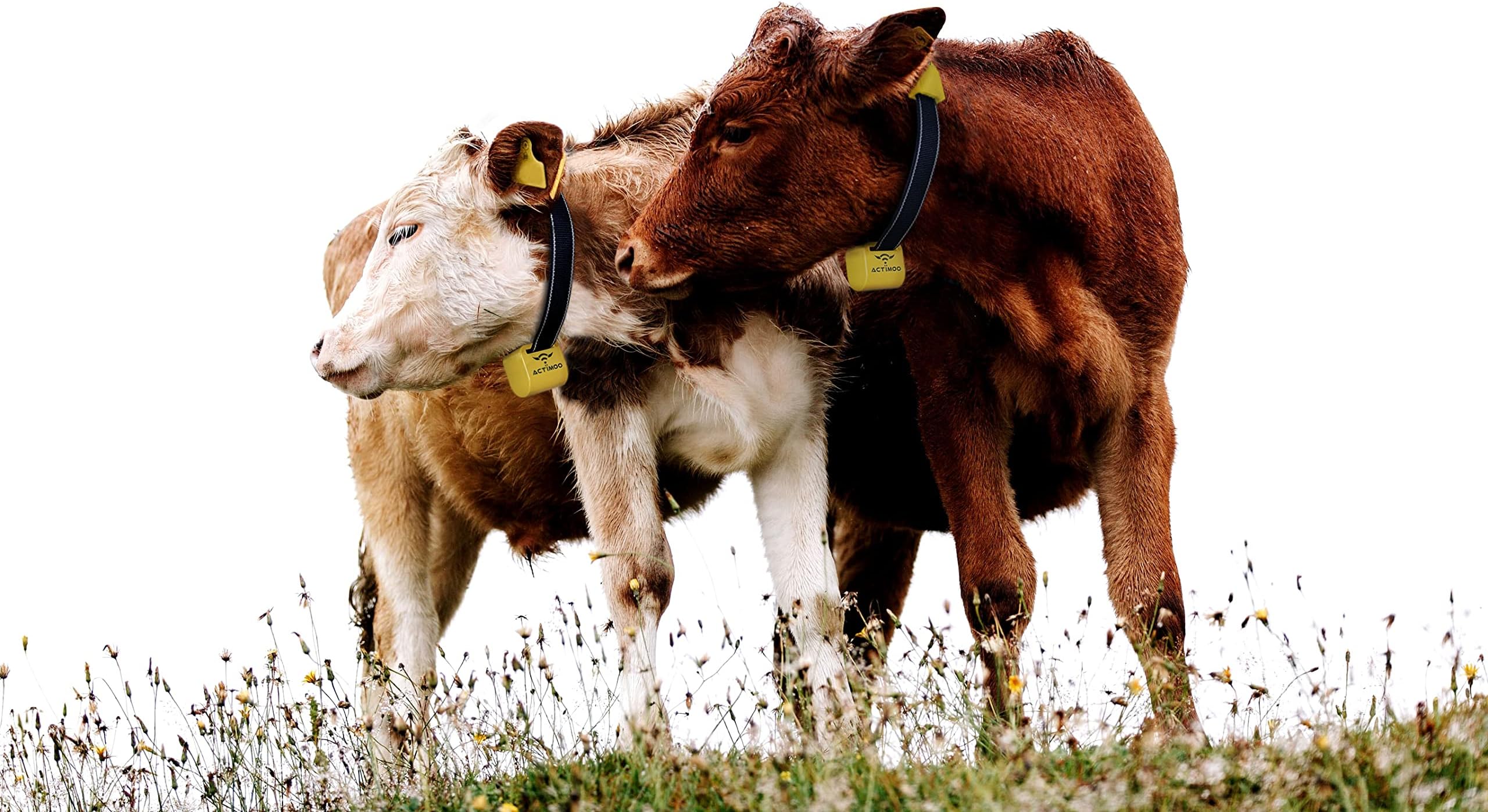 Actimoo Activity Meter for Heat Detection System – Adjustable and Durable Neck Belt, Easy Configuration, 7/24 Monitoring – Estrus Heat Detector for Heifers and Cows (Does not Work Alone)